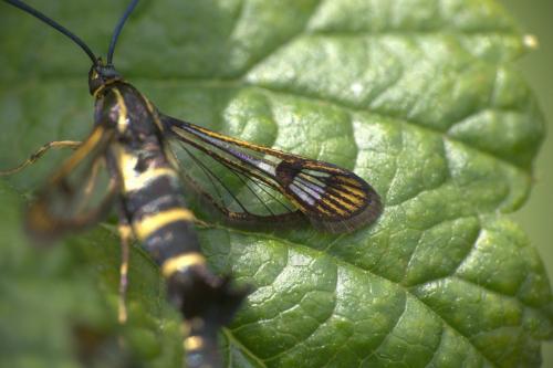 Réf. 259 881 : Synanthedon tipuliformis